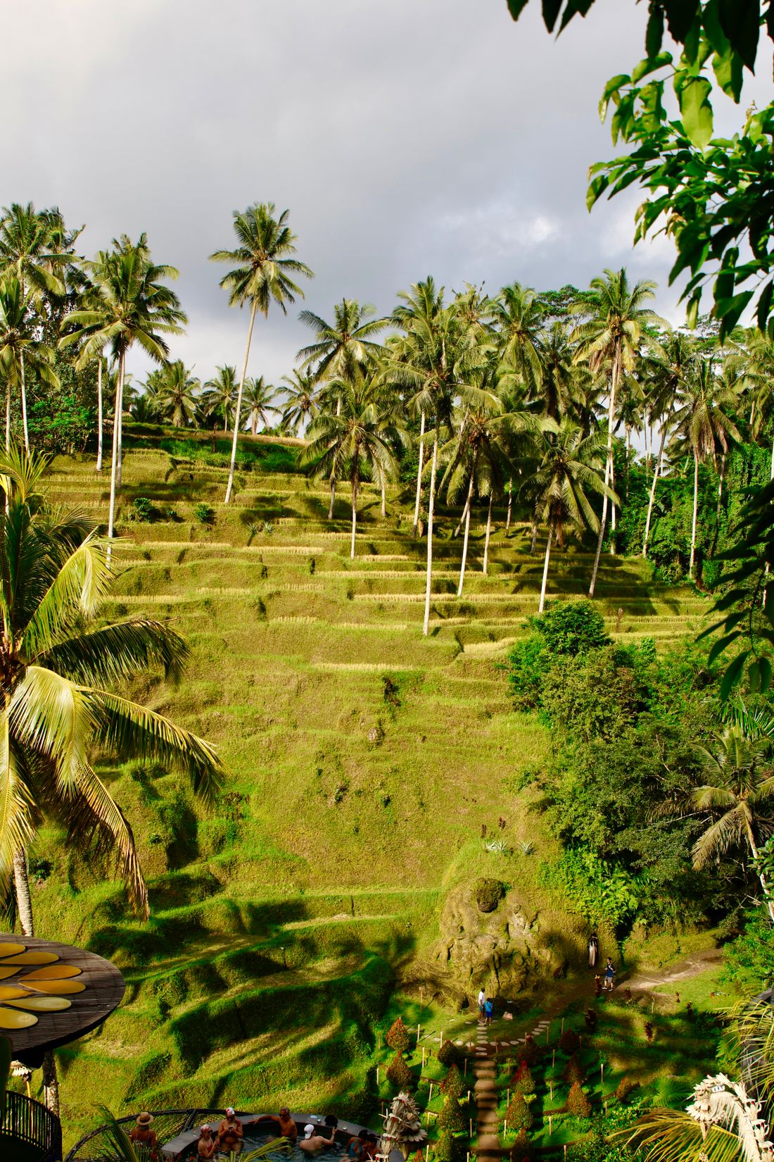 Green Tegalalang rice terraces in Bali