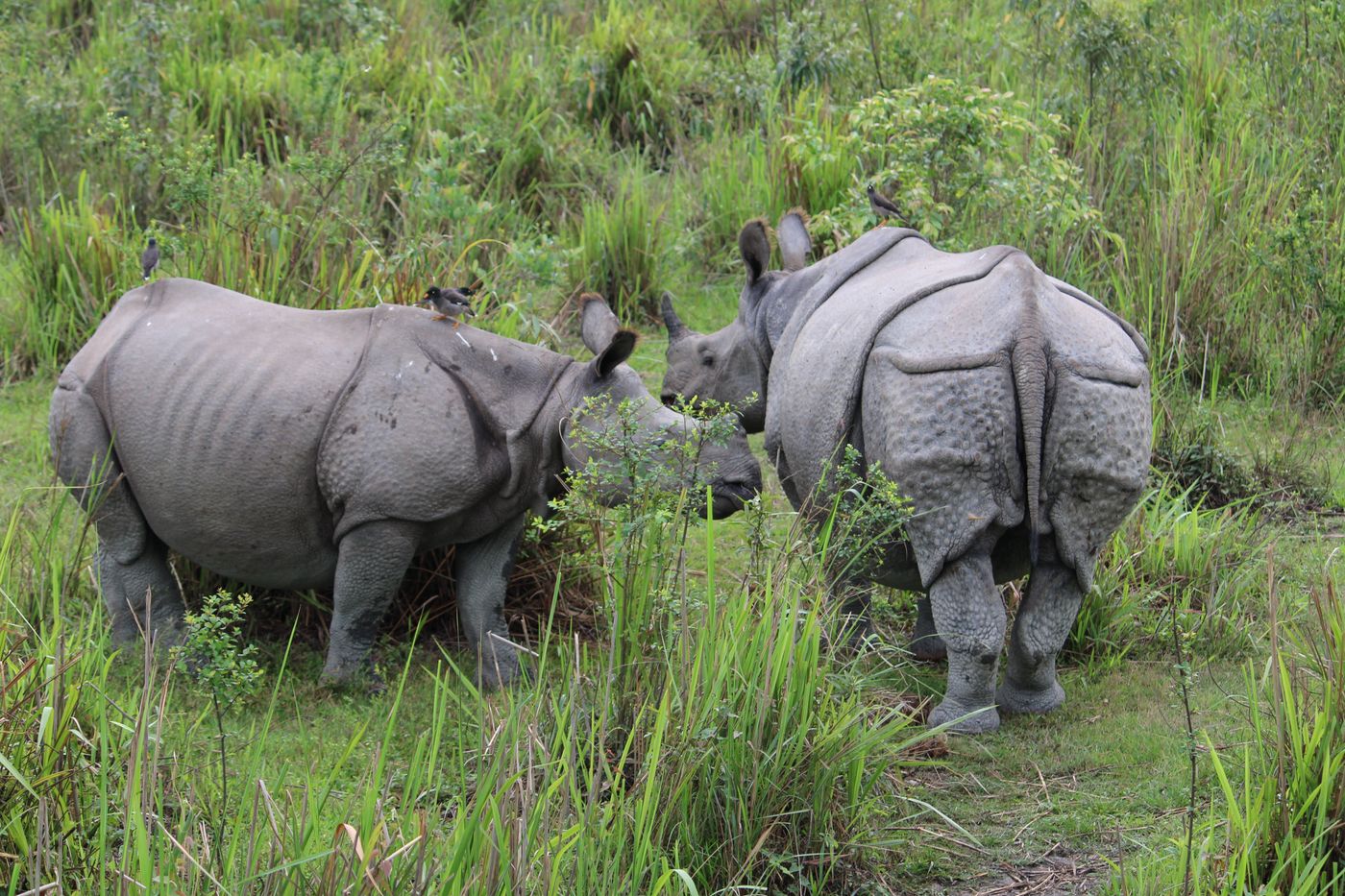 Kaziranga & Meghalaya Wildlife & Nature