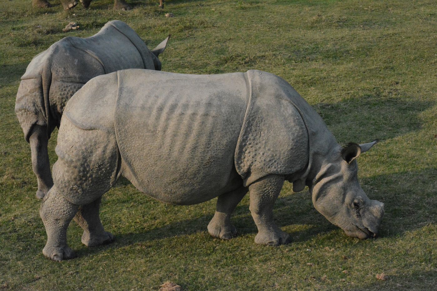 Meghalaya & Kaziranga: Shillong, Cherrapunji & Rhinos