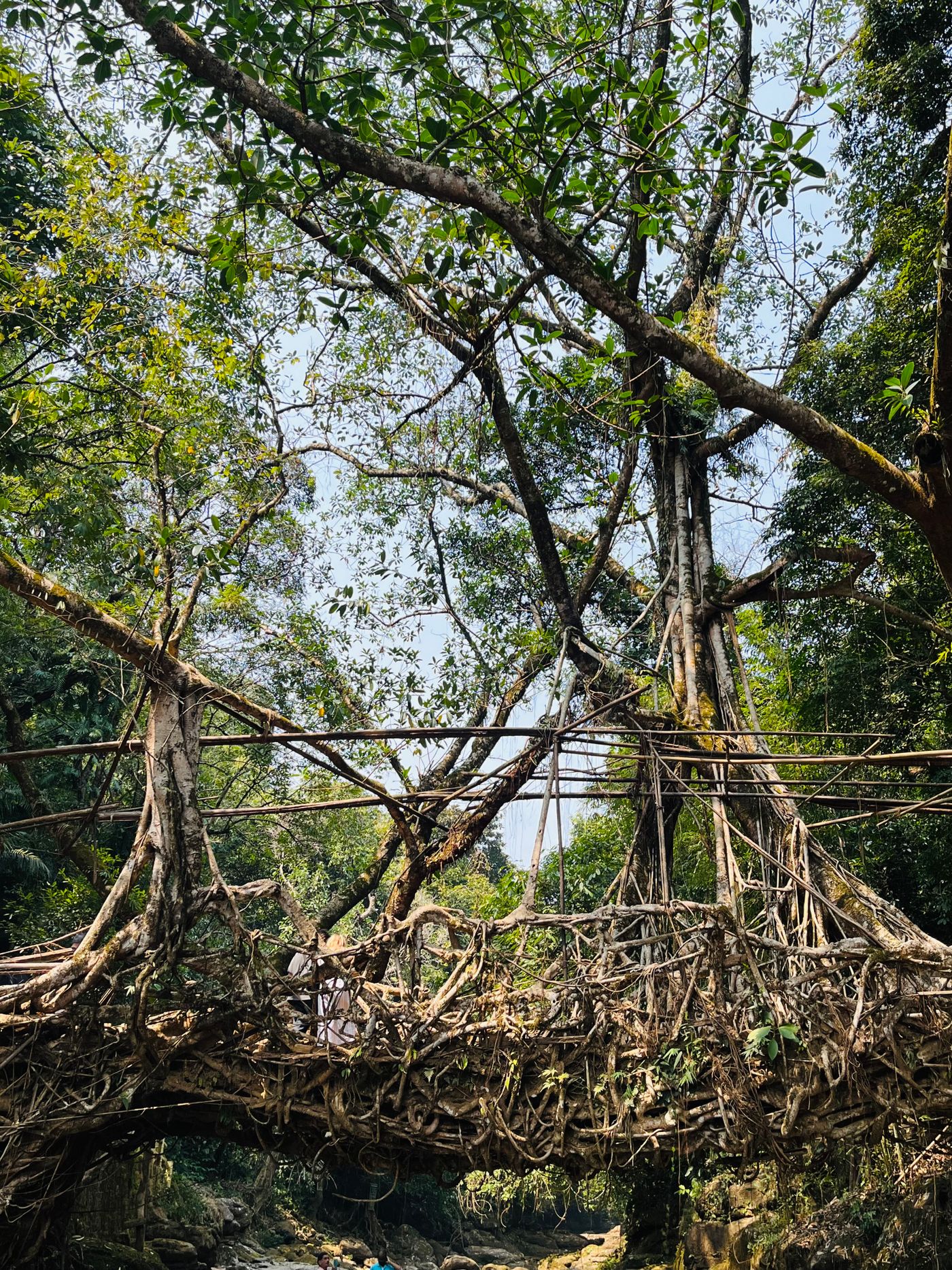 Meghalaya Root Bridges Trekking Tour