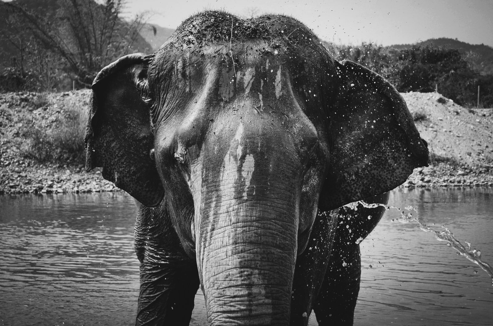 Chiang Mai Temples & Elephant Sanctuary